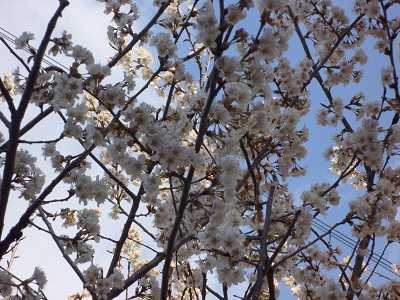 2011 隣の桜.jpg